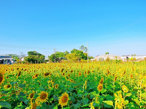 Vườn hoa hướng dương - Mô hình du lịch mới ở thị xã Duyên Hải.